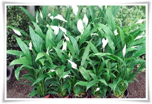 화초 &quot;리시안셔스&quot; 장미인 듯 장미 아닌 변치 않는 사랑의 꽃!