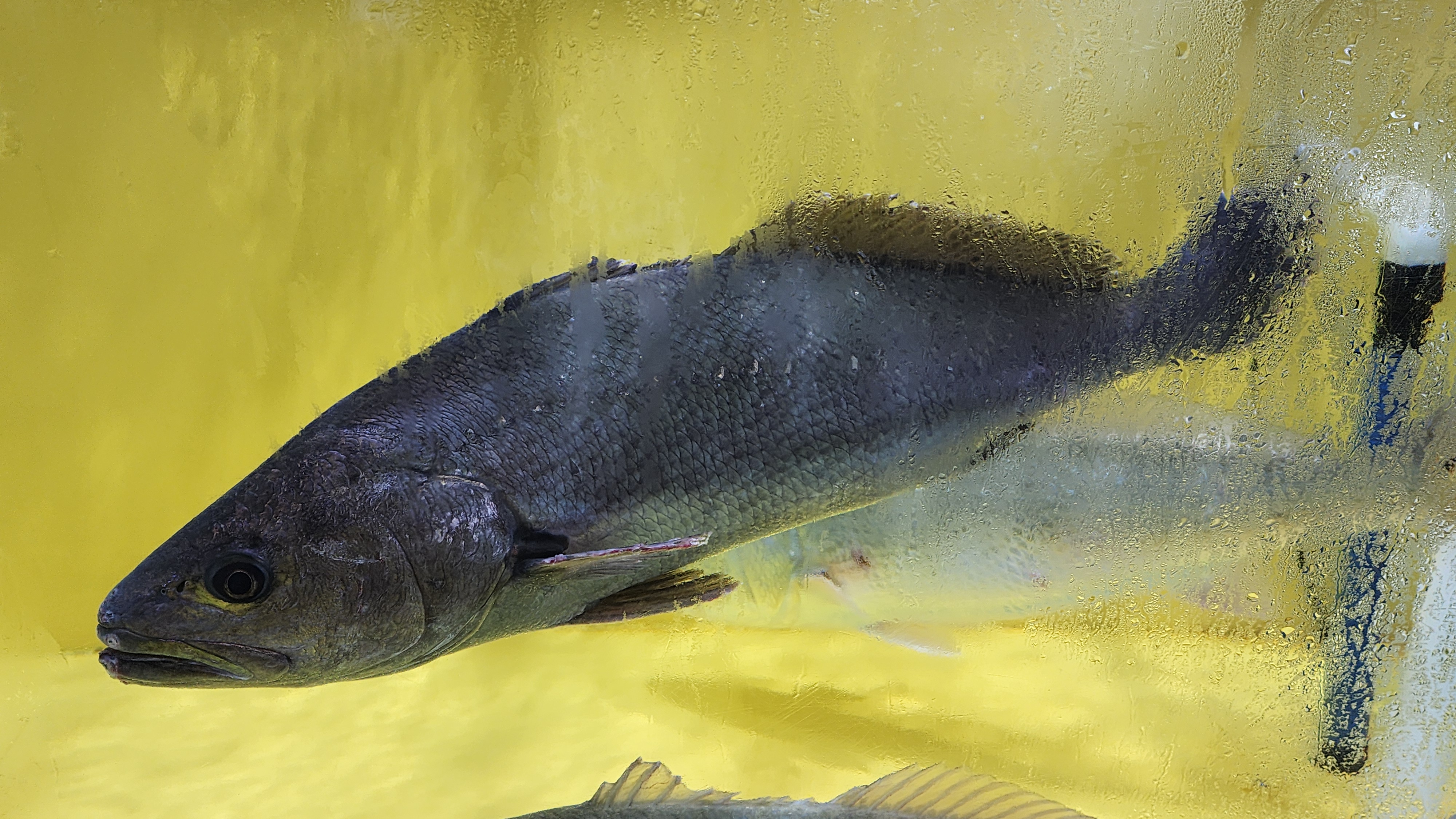 대게 시세&amp;#44; 대게 1키로 가격&amp;#44; 대게 싸게 먹는법