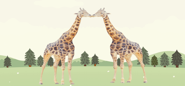 기린 뽀뽀, 동성애