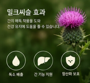 밀크씨슬 효과와 복용법