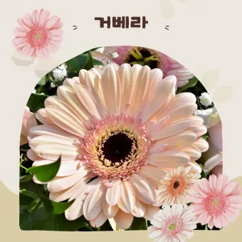 "거베라