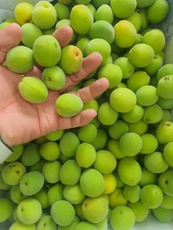 매실 수확시기_21