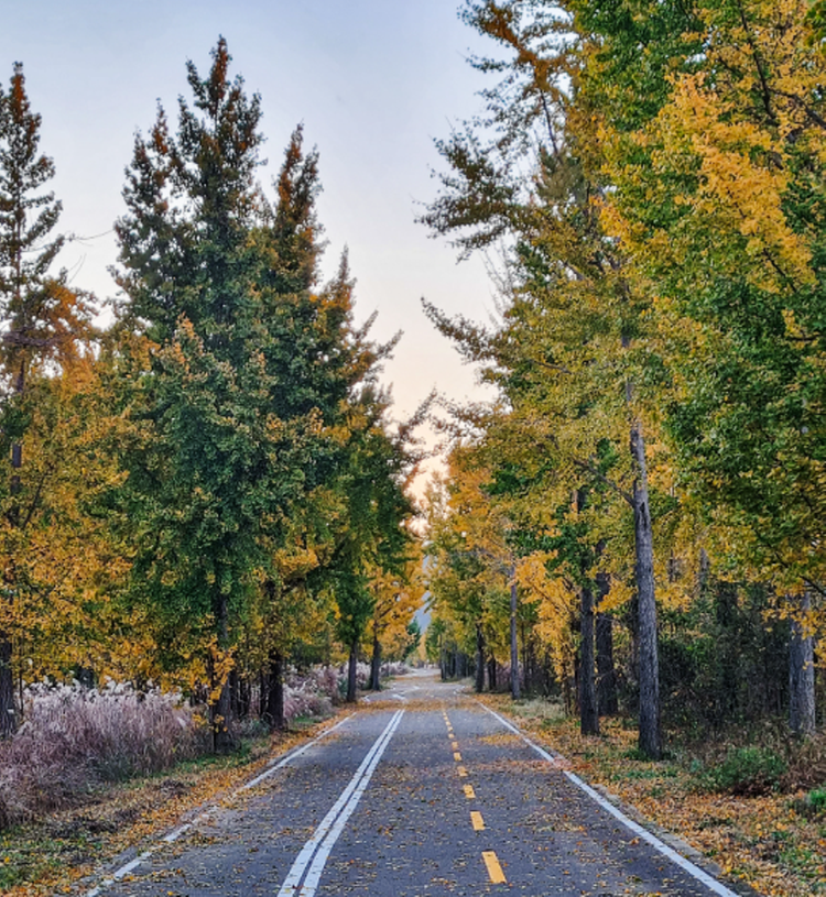 고령 은행나무숲