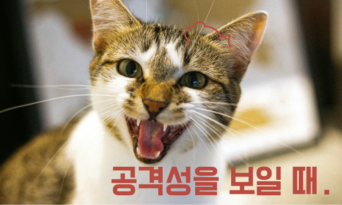 동물에게-물렸을때