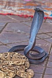 클레오 파트라 코브라독