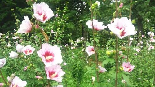 무궁화-꽃-꽃말-개화모습