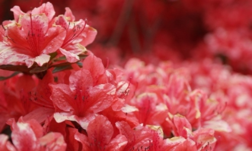 군포 철쭉축제 초대가수