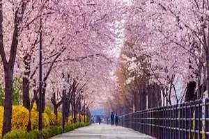 벚꽃