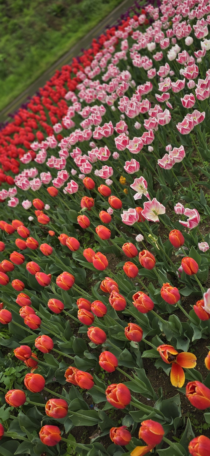 튜울맆 직접 찍은 사진