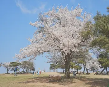 경주벚꽃축제 벚꽃 명소_7