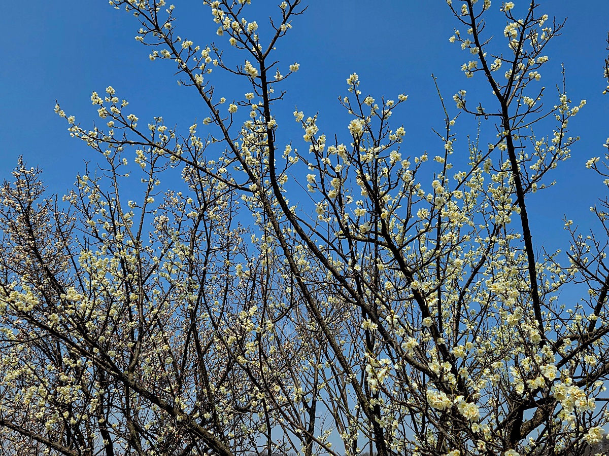 2025년 경인 아라뱃길 매화동산&amp;#44; 인천 매화마을: 주차&amp;#44; 먹거리