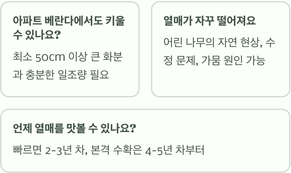 초보 텃밭러도 성공! 실패 없는 왕자두 나무 키우기 (모종 선택부터 가지치기&amp;#44; 수확까지 A to Z)