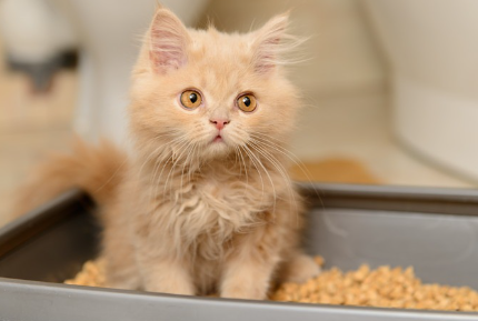 화장실에 있는 아기 고양이.
