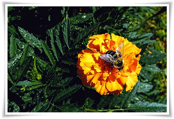 화초 "메리골드(금잔화)" 가을 정원에 황금빛 행복을 심어 보세요!