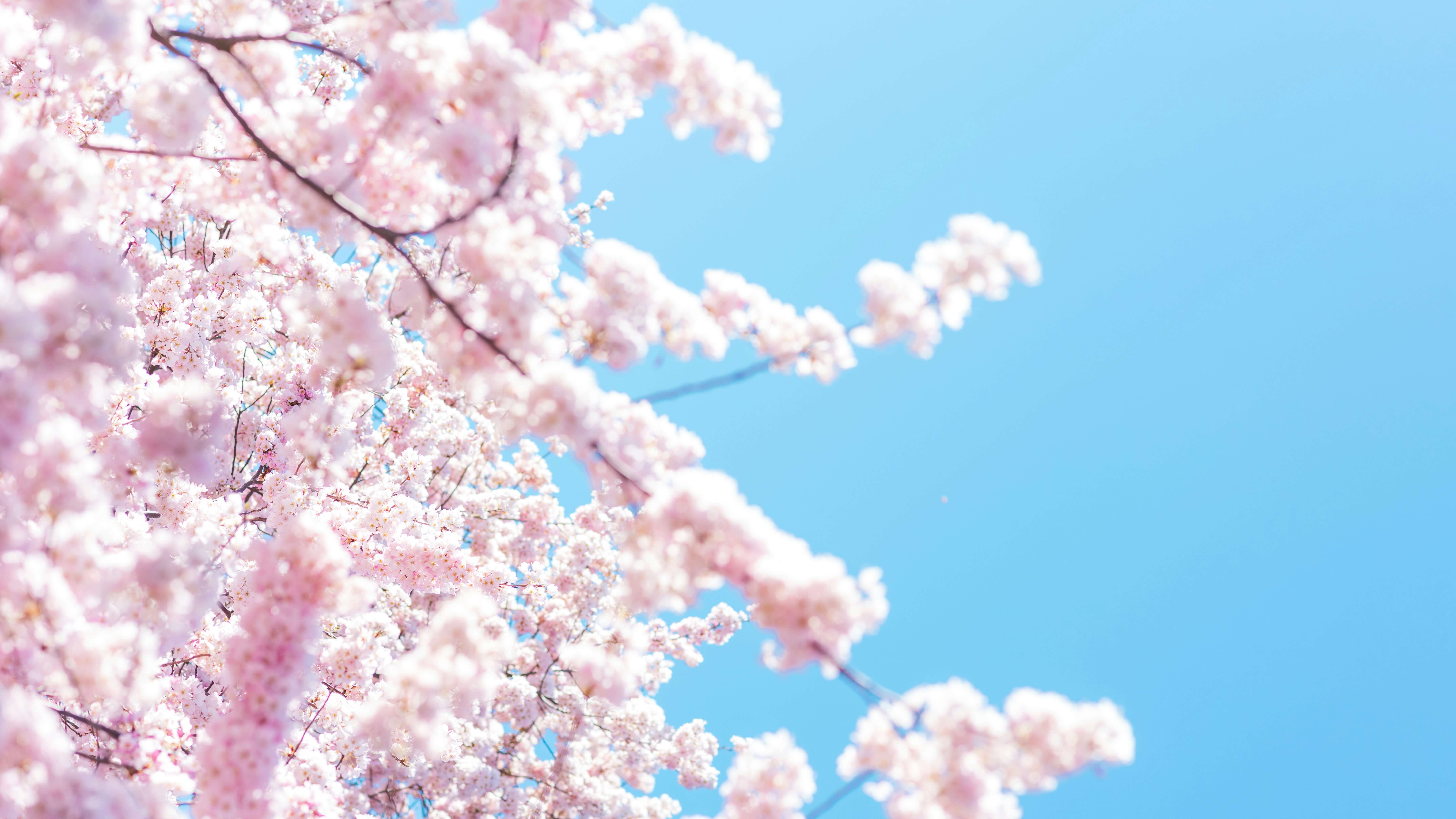 벚꽃-사진