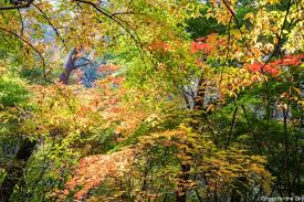 부여 가을 단풍길