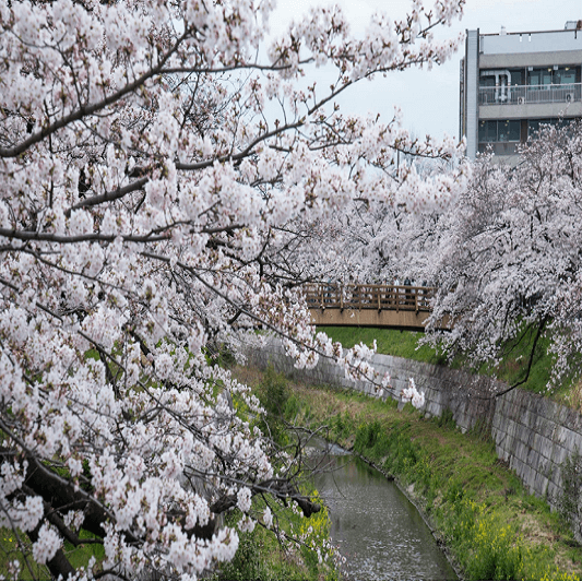 나고야 야마자키 강 벚꽃 전경 사진