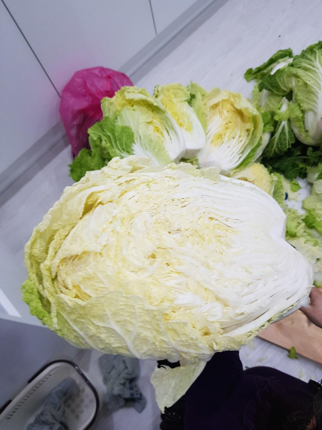 올해김장배추가격