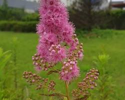 꼬리조팝나무 이미지 사진