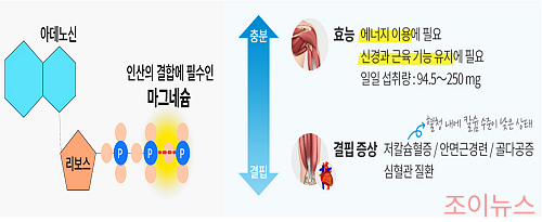 마그네슘의 역할