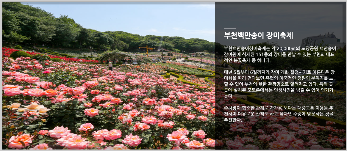 부천 장미축제 일정, 교통, 체험, 주차 등 3분 총정리