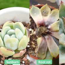 장마철 다육식물 물주기 실패