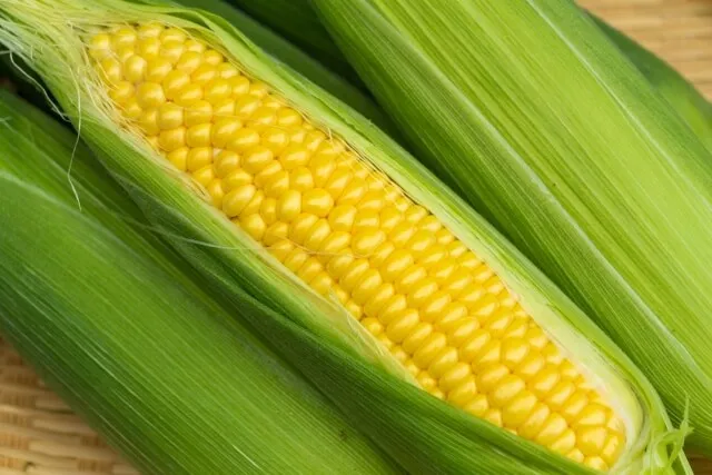 수분보충에 좋은 옥수수차