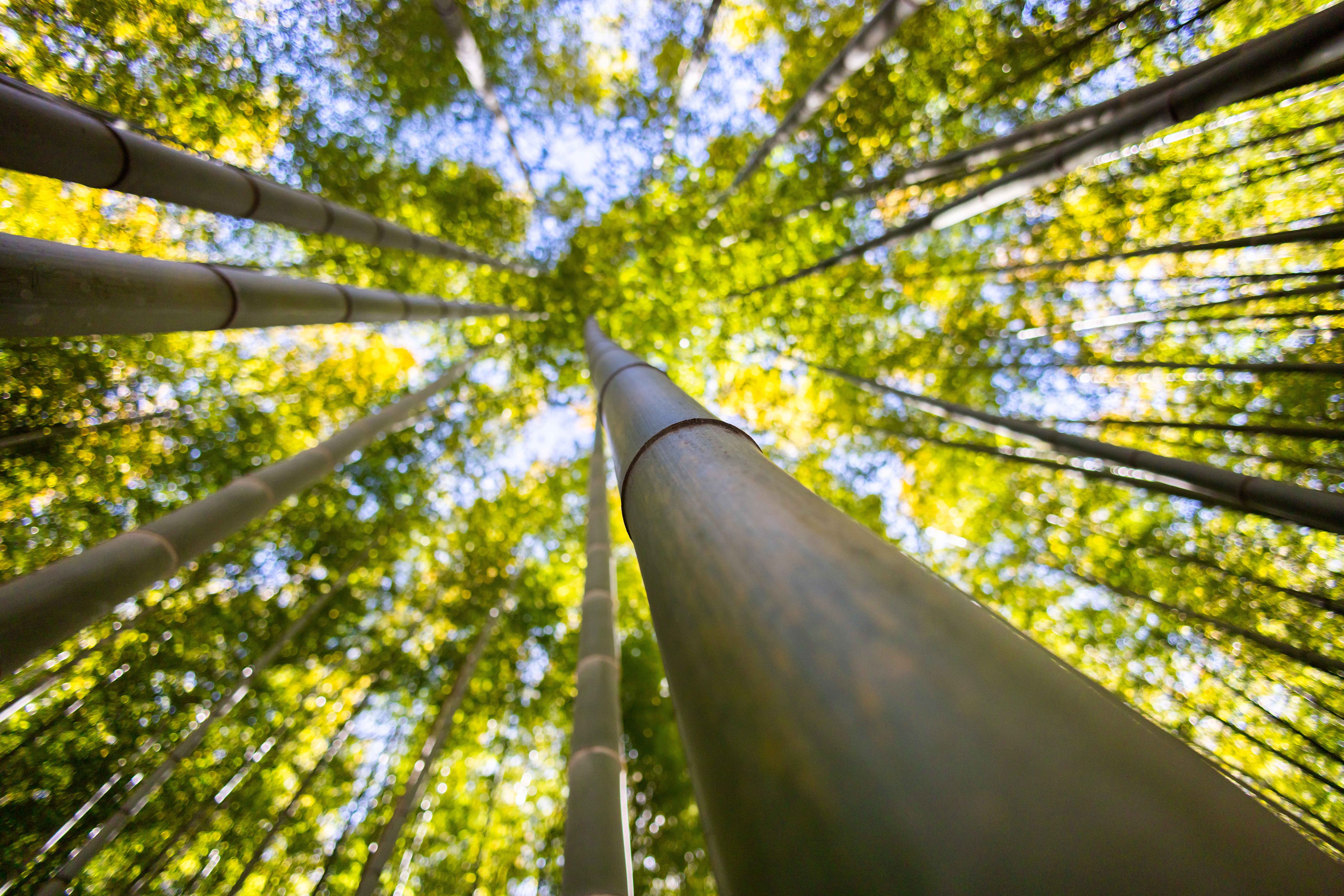 기장아홉산대숲,기장가볼만한곳,기장명소,아이와가볼만한곳