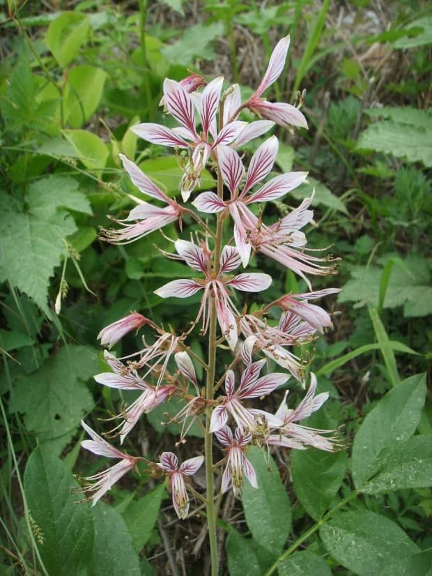 백선피(Dictamnus dasycarpus)의 피부 질환 치료 전통
