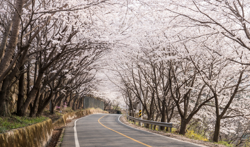 경남-하동의-화개마을-쌍계사십리벚꽃길