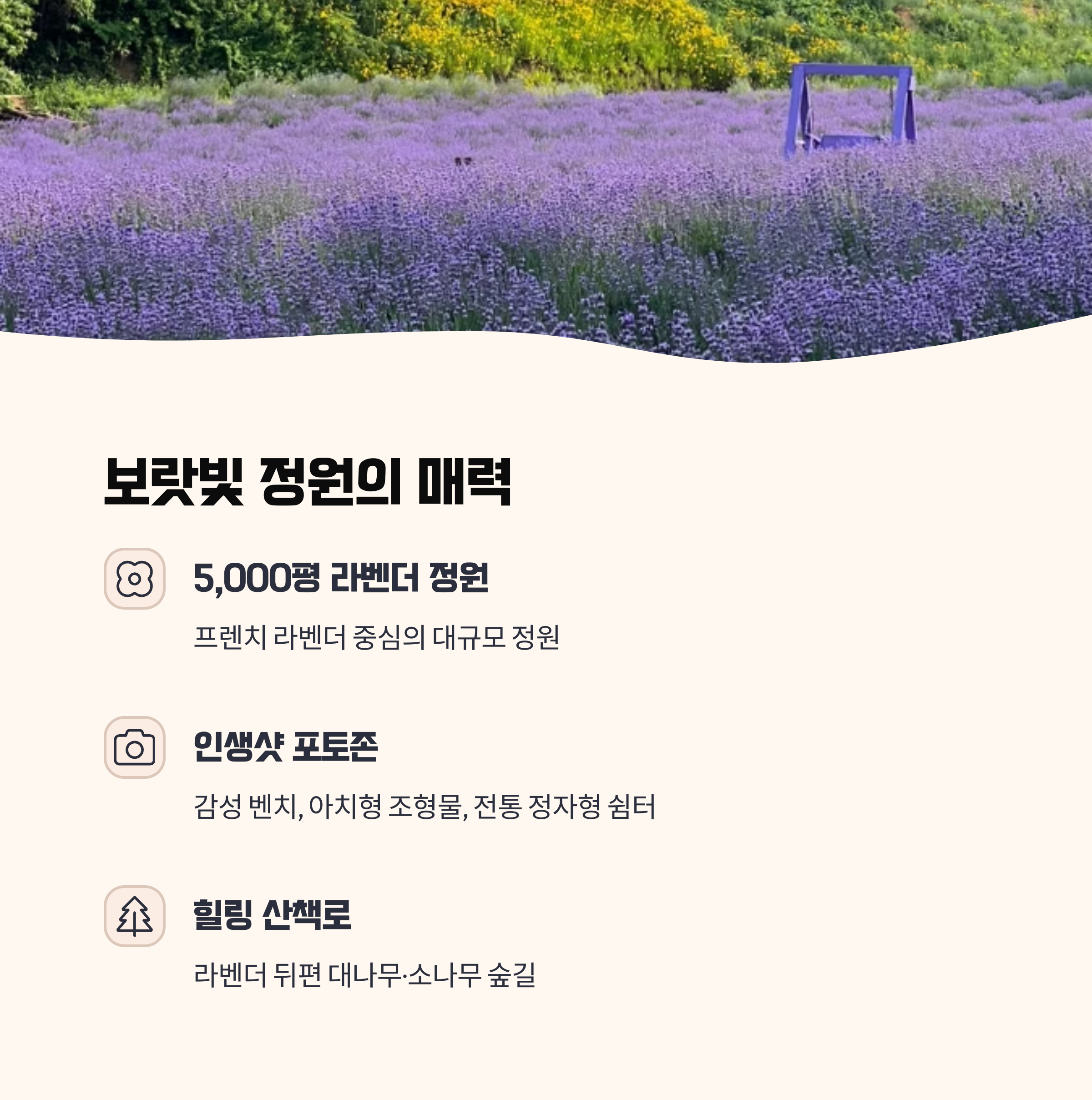 고창청농원 라벤더 축제 정원 구성과 주요 볼거리