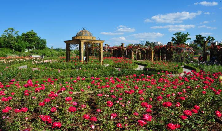 한밭수목원 장미꽃