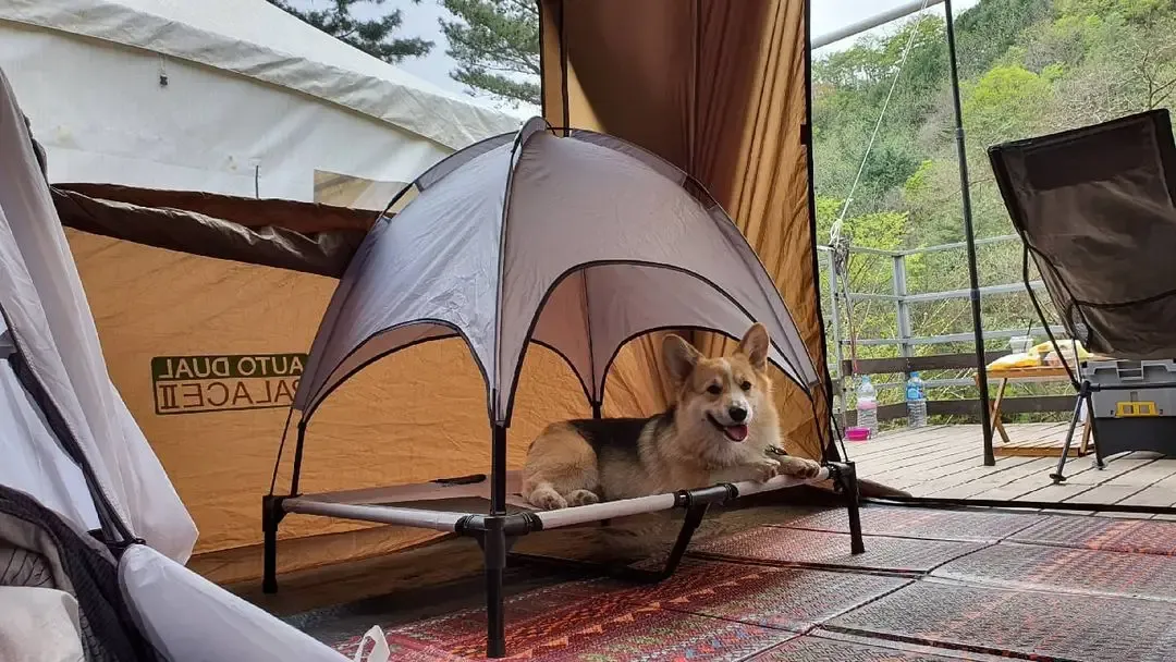 서울 마포 반려동물 캠핑장 도심 속 힐링 명소 가이드_6