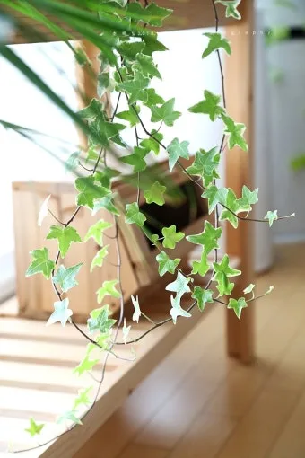 창가 식물 관리 직사광 차광요령 물주기 시간대 잎타는 현상 예방_11