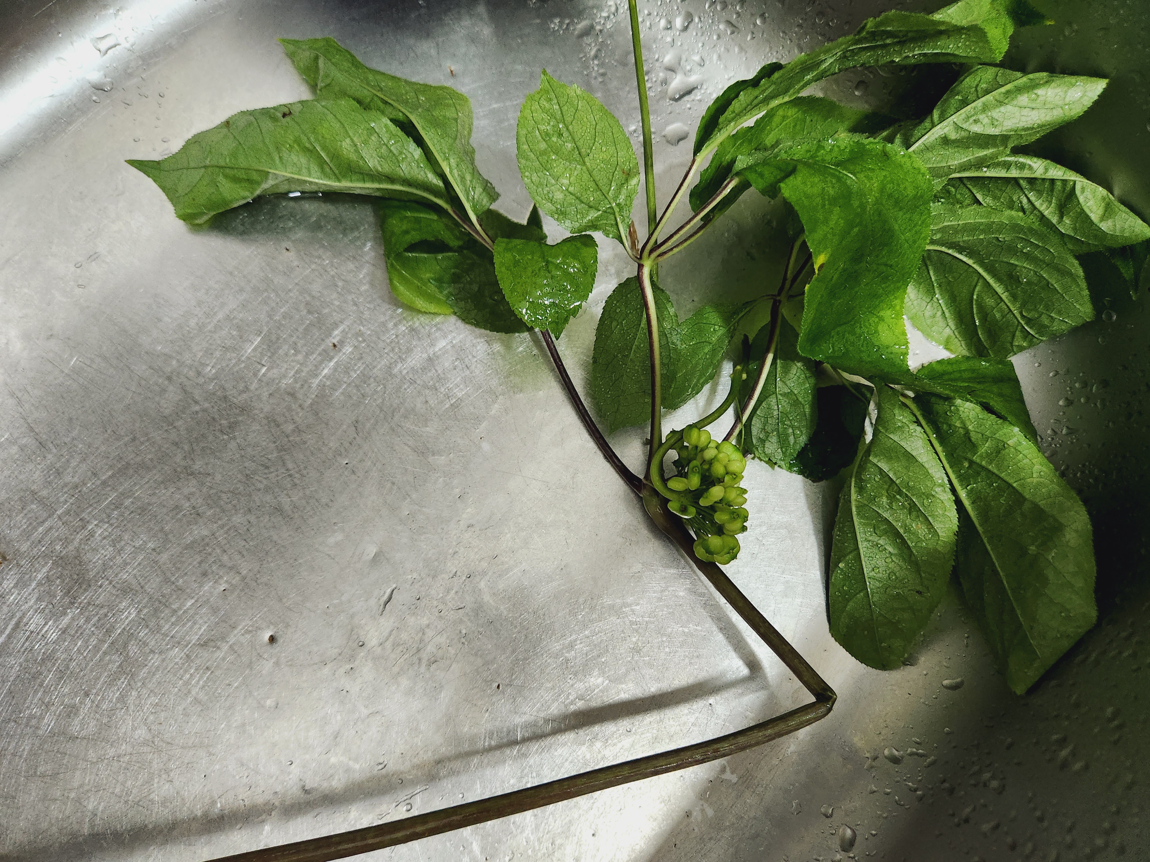 산양삼 먹는방법 효능 장뇌삼 차이는?