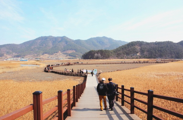 순천만습지에만들어진나무울타리길