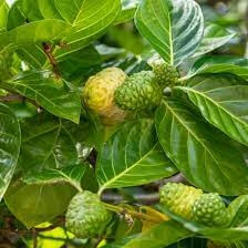 노니 효능 부작용 분말 복용법 43