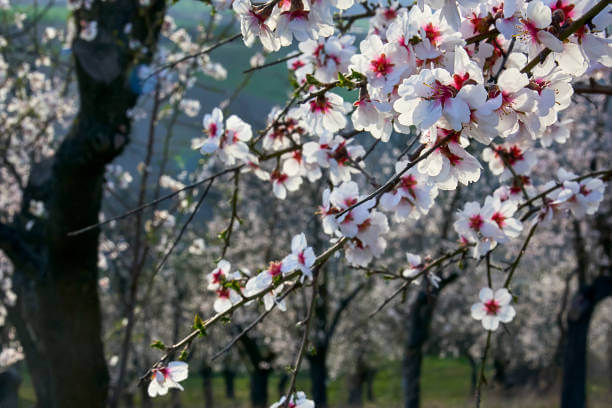 2024년 광양 매화축제 안내. 축제기간, 행사안내, 주차장, 무료셔틀