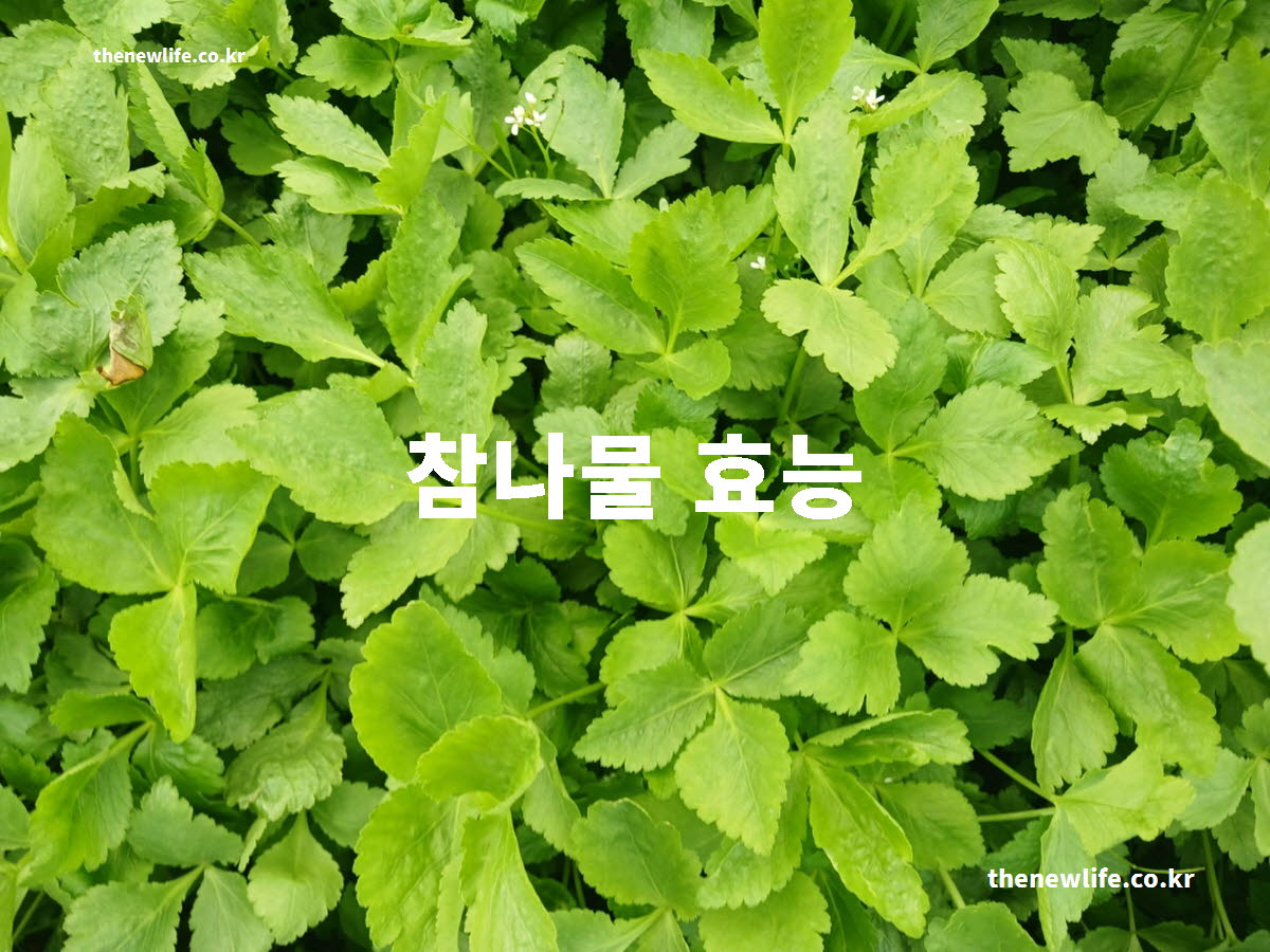 참나물 효능 대표 실사진