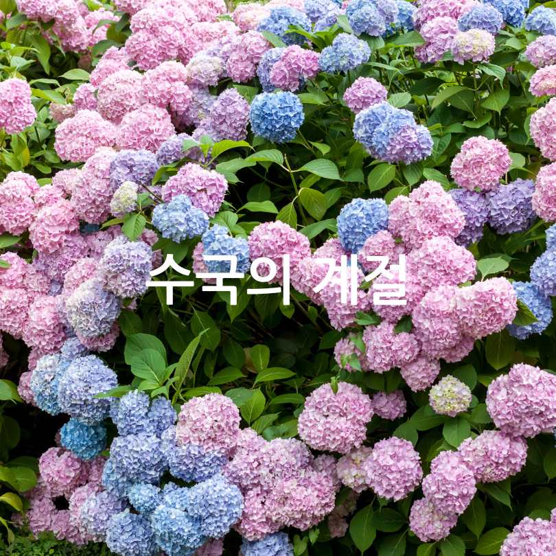 서울식물원 낭만수국전