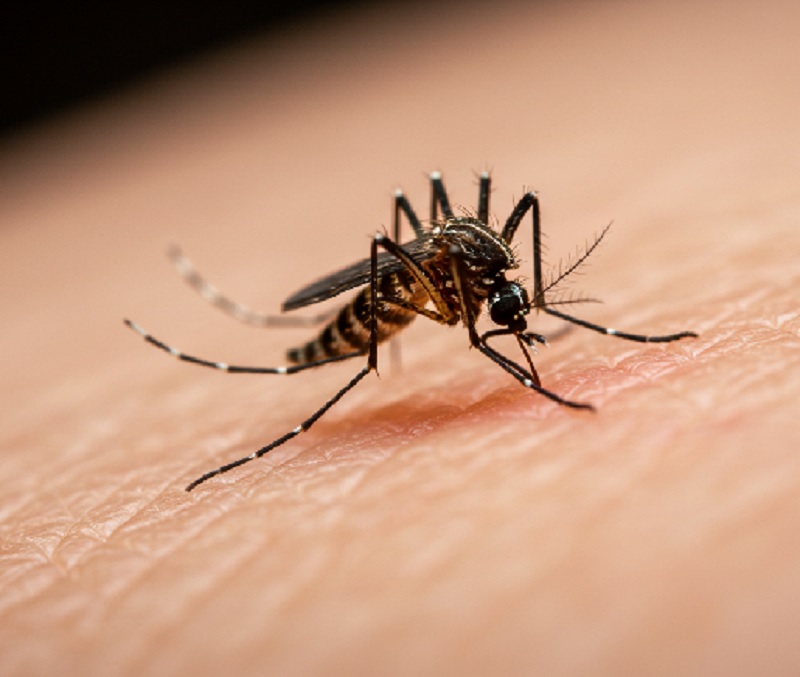 모기 전문가가 밝혀낸 모기장, 기피제, 퇴치제 효과와 모기 잡는 확실한 방법