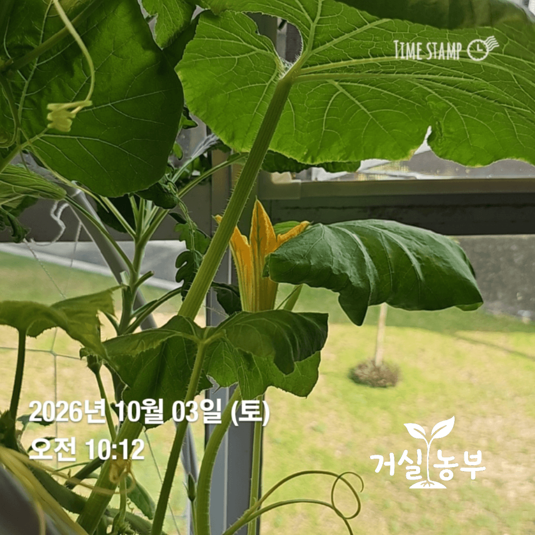 10월 3일 수경재배 단호박에서 핀 노란 수꽃