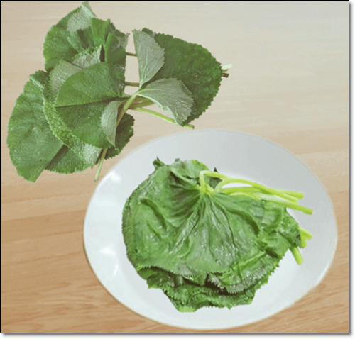 곰취 데치기
