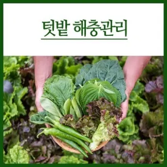 텃밭 해충 대처 진딧물 총채벌레 응애 노린재 방제_18