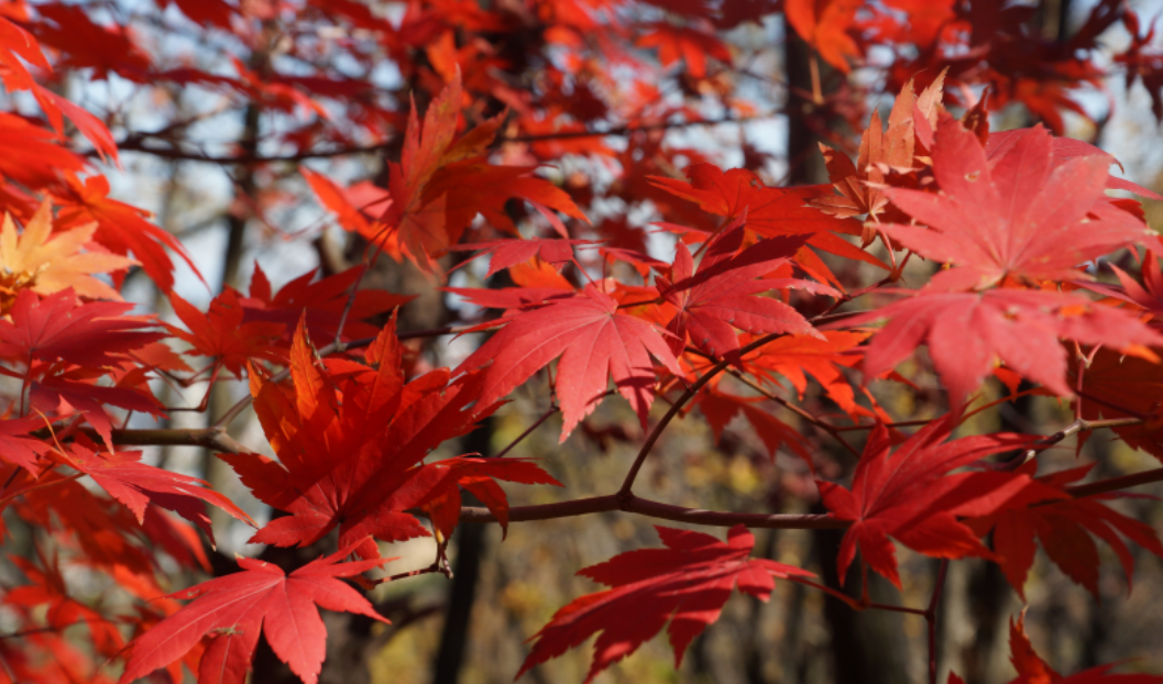 강원도 단풍 명소 리스트