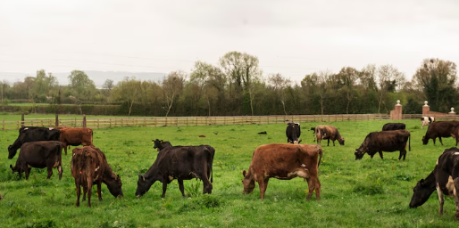 가축화의 정의와 중요성 알아보기