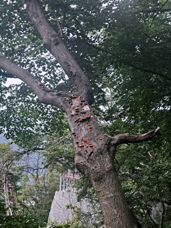 데크길 나무 버섯