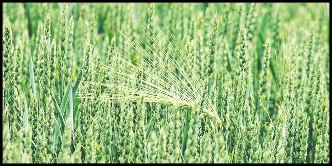 파로 곡물 효능 및 부작용과 먹는 법