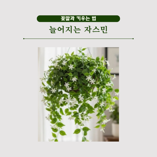 늘어지는 자스민 꽃말 키우는 법 물주기 실패없이 심는 법