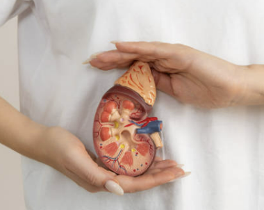 신장에 좋은 음식 신장 안좋으면 나타나는 현상 등 알아보기(24년 Ver)